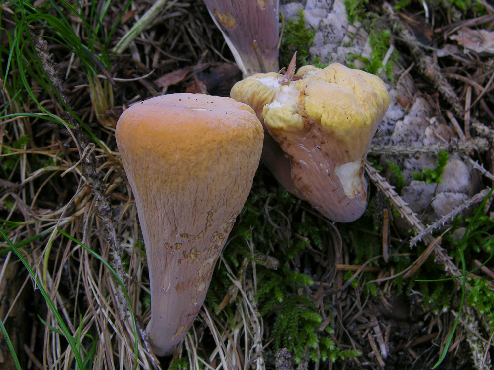 Clavariadelphus truncatus(Qu�let) Donk